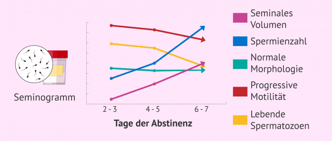 Imagen: Wie wirken sich Tage der Abstinenz auf die Spermienqualität aus?