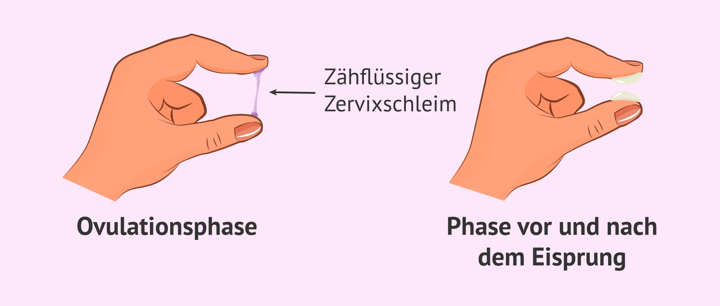 Veränderungen des Zervixschleims während des Menstruationszyklus