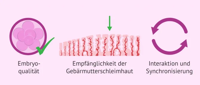 Imagen: Faktoren die bei der Einnistung eine Rolle spielen