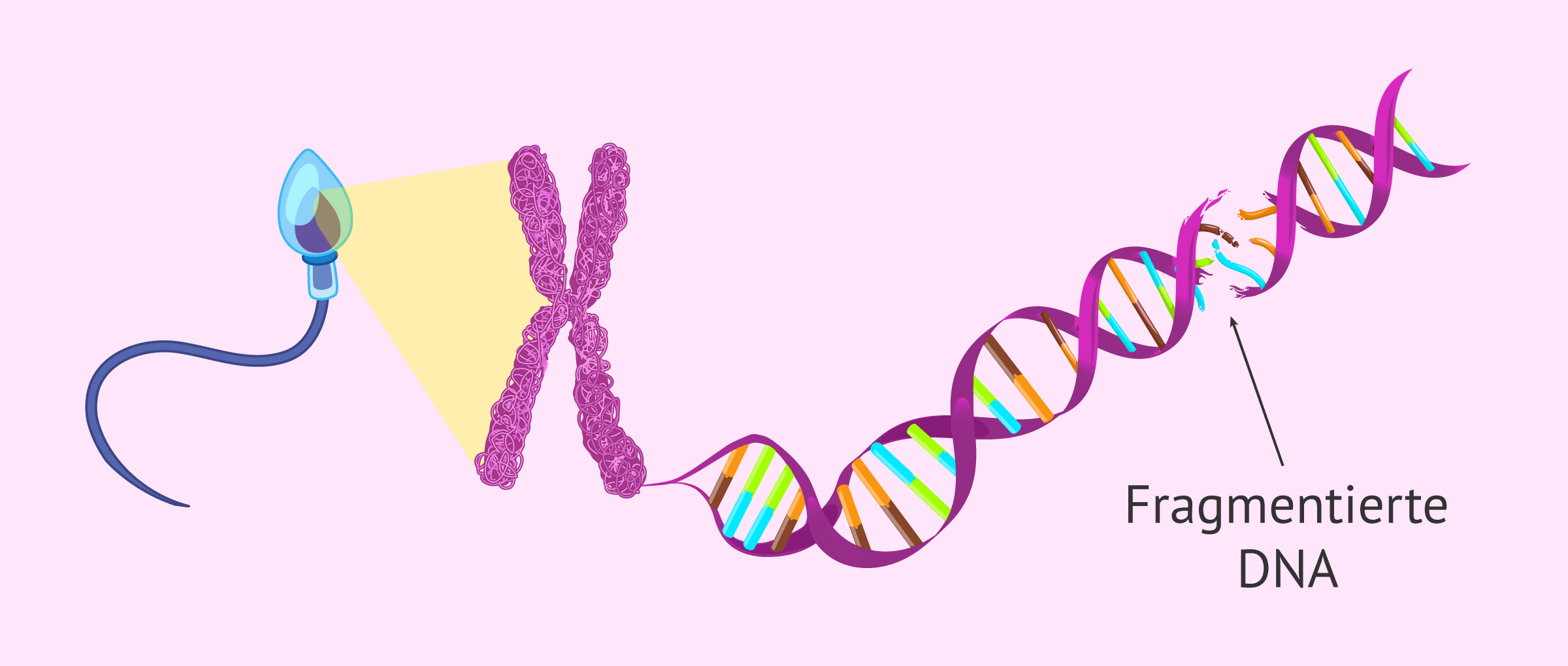 Sperma-DNA-Fragmentierung