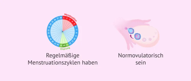 Imagen: Anforderungen für die Übertragung von Embryonen im natürlichen Zyklus