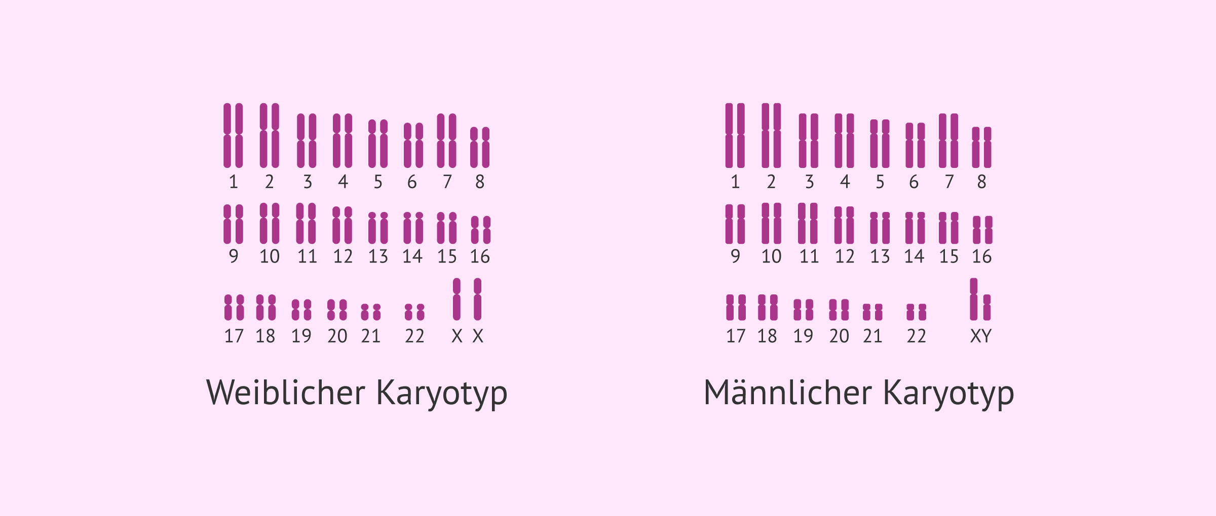Was ist der Karyotyp und welche Bedeutung hat er für die Fruchtbarkeit?