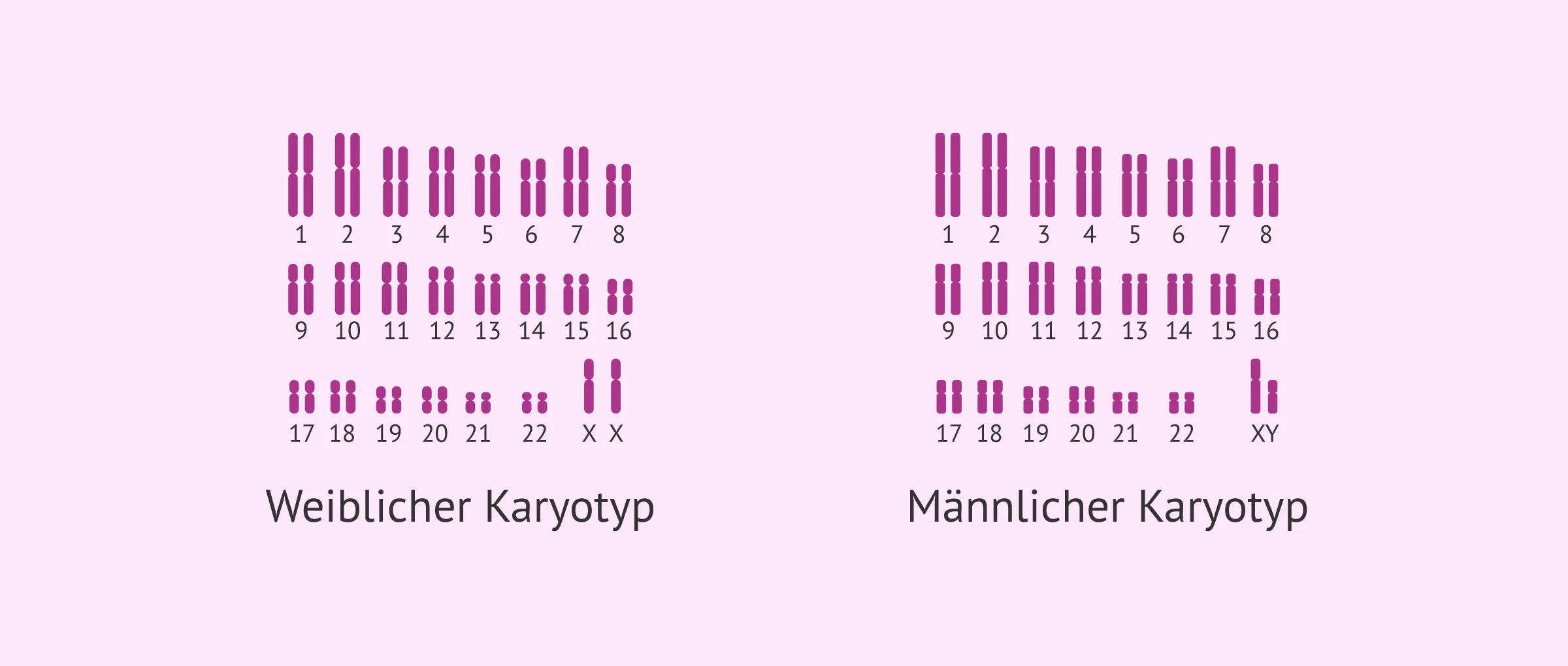 Was ist der Karyotyp und welche Bedeutung hat er für die Fruchtbarkeit?