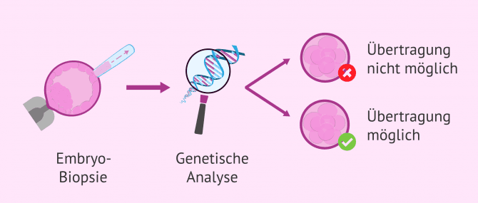 Imagen: Genanalyse-Embryotransfer