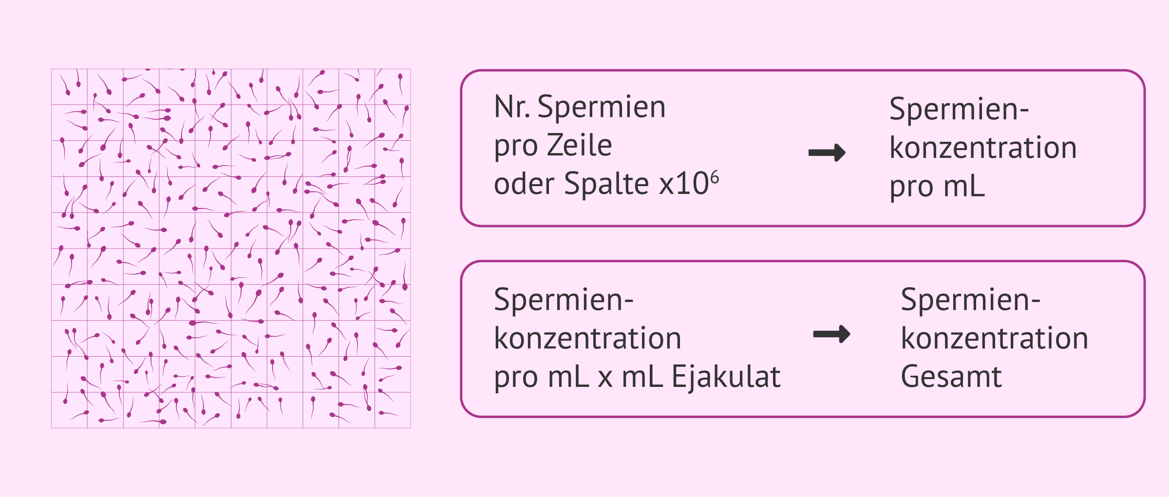 Wie wird die Spermienmenge im Ejakulat getestet?