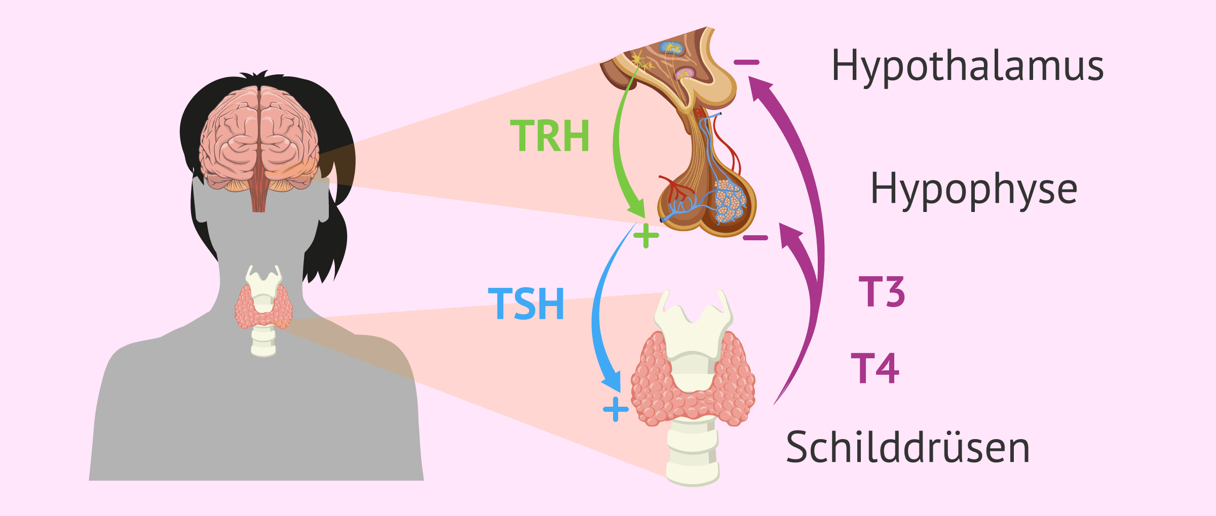 Schilddrüse und Hormonregulierung