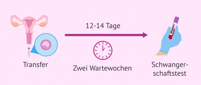 Imagen: zwei wartewochen nach Embryotransfer