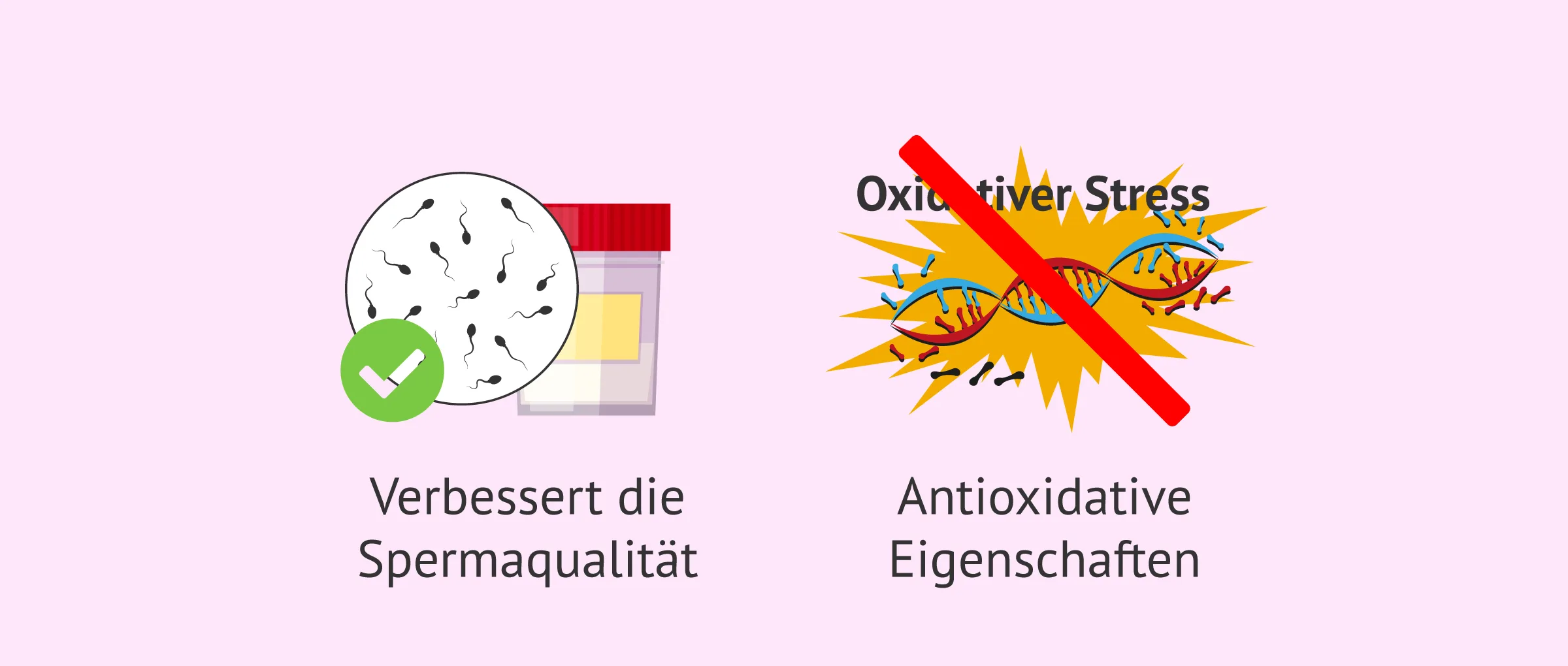 l carnitin spermien MascuPRO Fertilitt | Kinderwunsch Vitamine fr Mnner | Folsure & Aminosuren 180 St magnesium salts of fatty acids Portofrei ab 2 Stk. Proxeed
