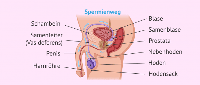 Imagen: Männliches Fortpflanzungssystem