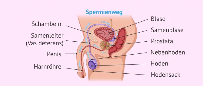 Jinsiy xachir video Ayollar kokraklarini silash porno