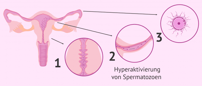 Imagen: Natürliche Spermakapazitation