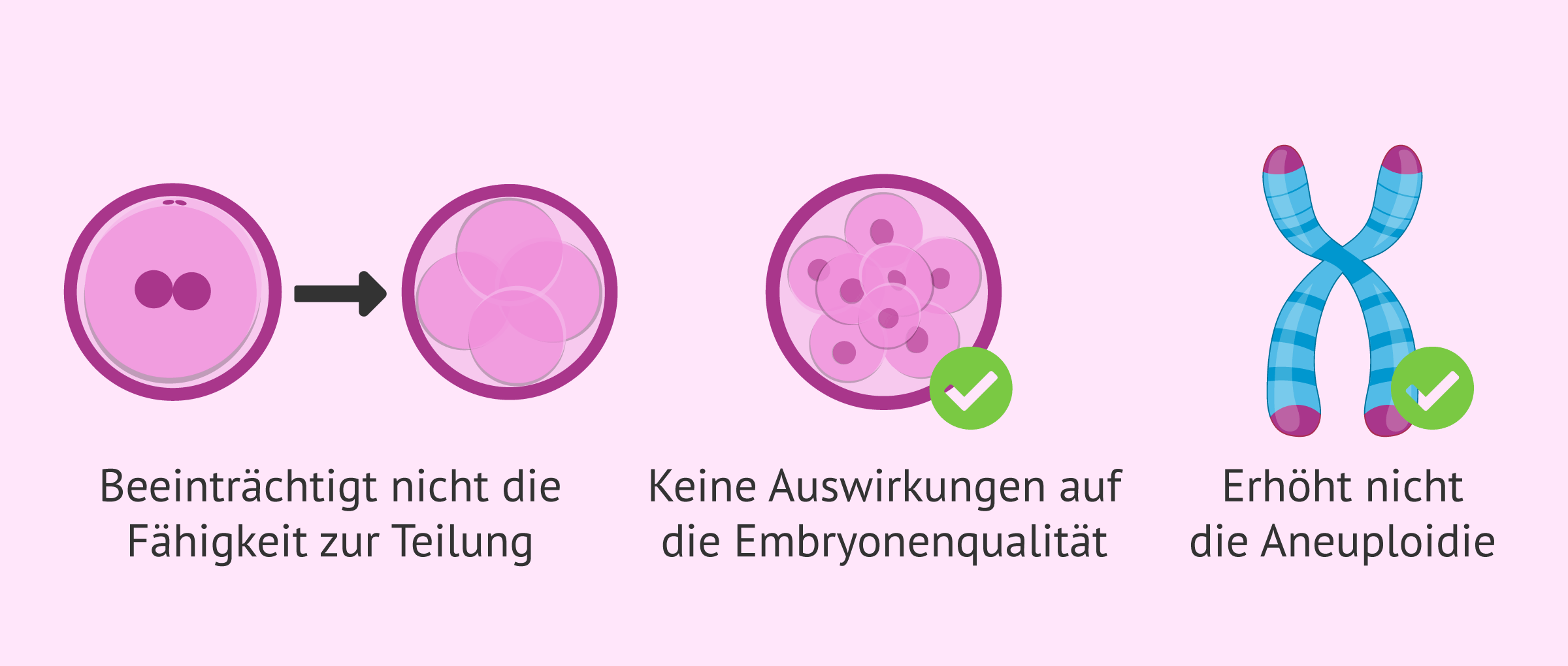 Imagen: Stimulation der Eierstöcke und Qualität der Embryonen