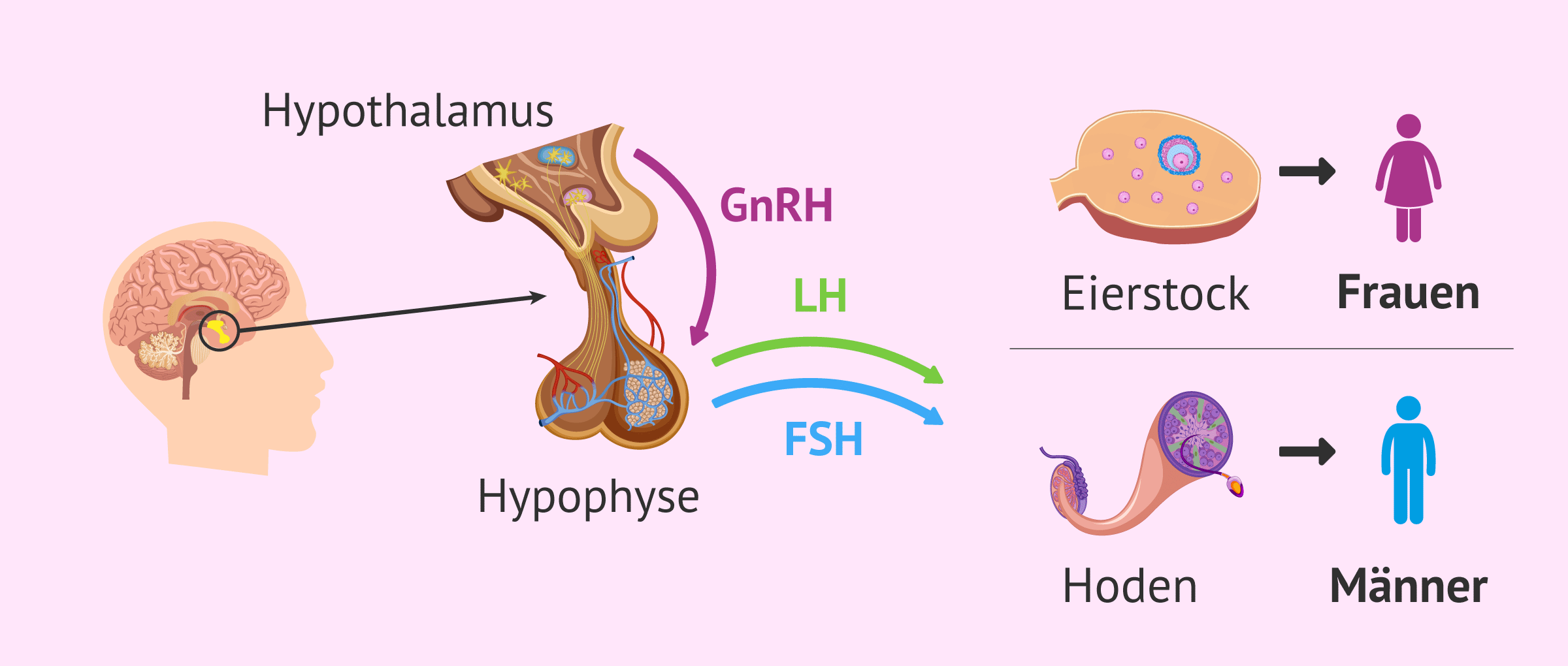 Imagen: Hypothalamus-Hypophysen-Keimdrüsen-Achse
