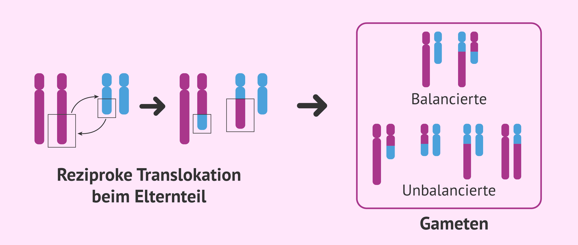 Imagen: Reziproke Translokation beim Elternteil