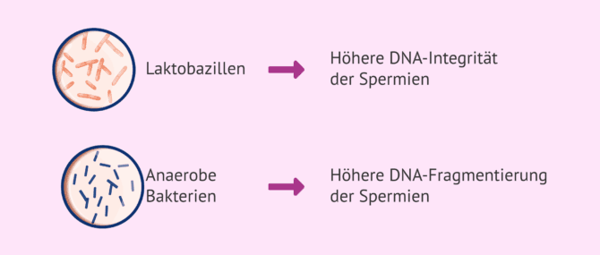 Imagen: Auswirkungen der im seminalen Mikrobiom vorhandenen Bakterien