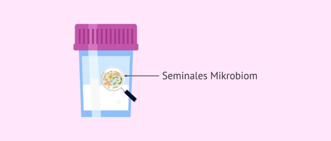 Imagen: Seminales Mikrobiom und männliche Fruchtbarkeit