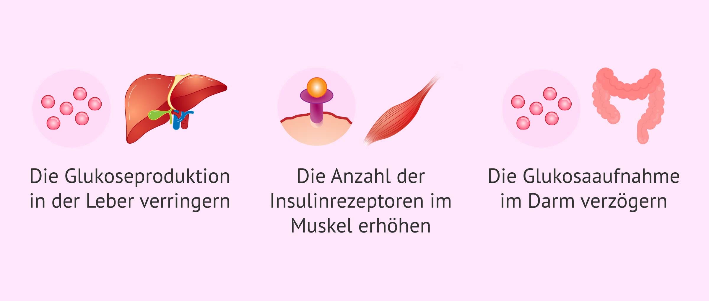 Imagen: Wirkmechanismus von Metformin